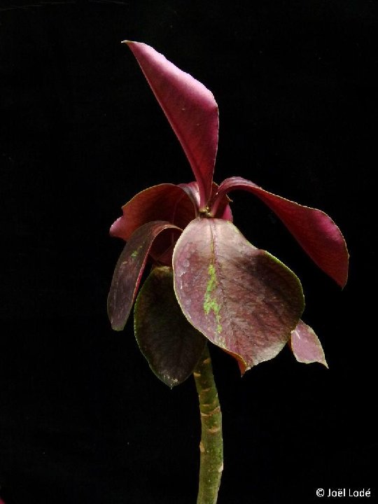 Synadenium grantii 'Rubra' ©JLcoll.4891